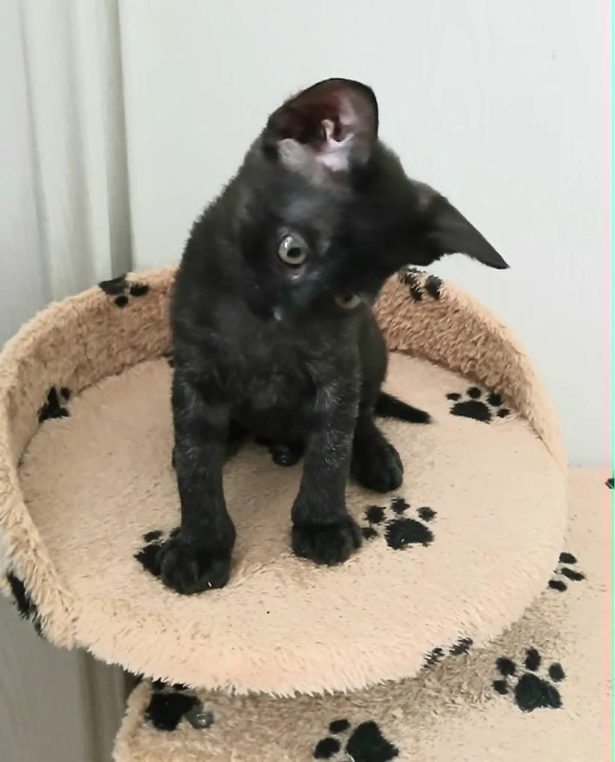 Clovis, Mixed Breed for adoption at Felis Canis Association