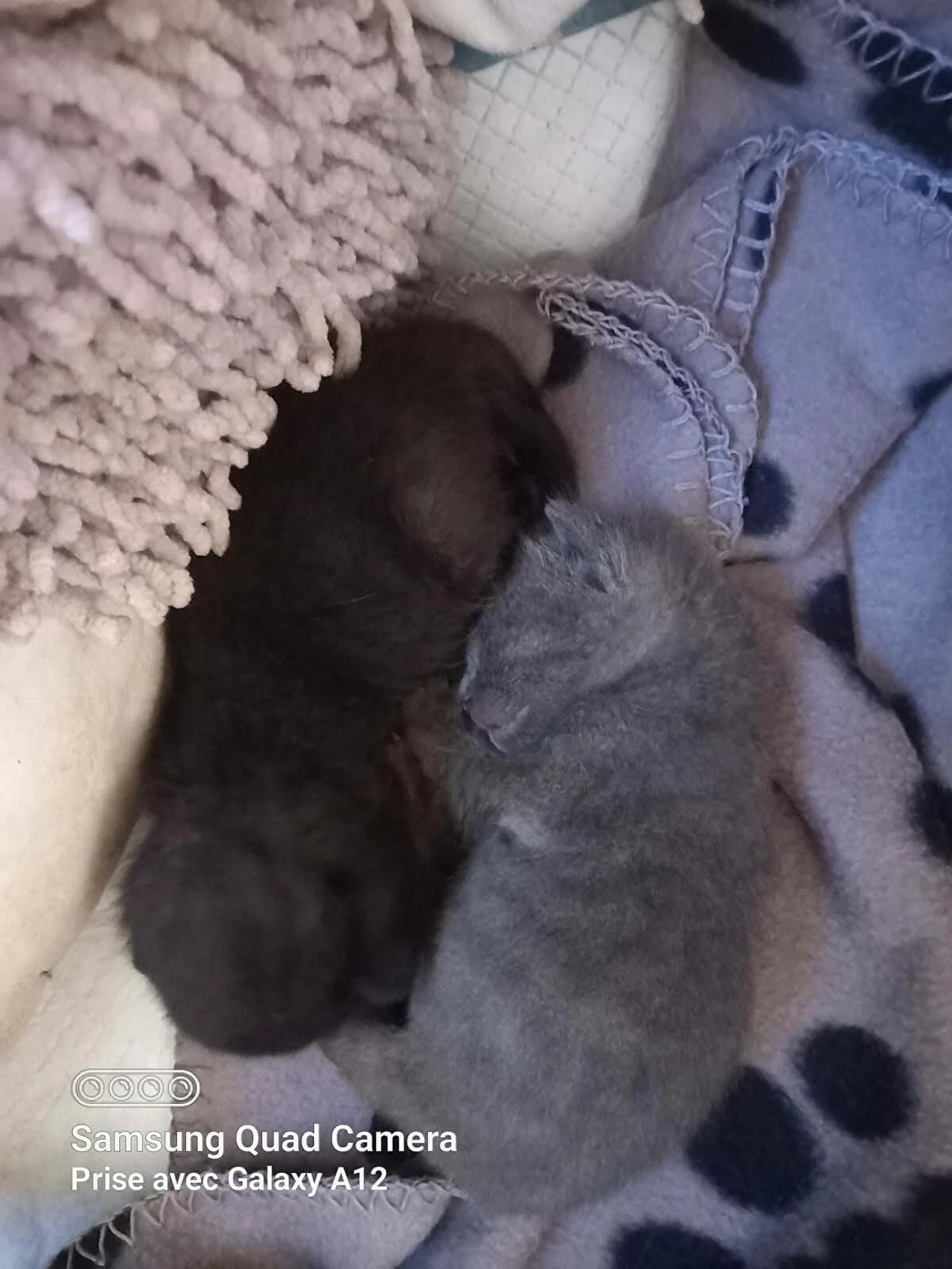 Ils seront à l'adoption plus tard, Mixed Breed for adoption at Felis Canis Association
