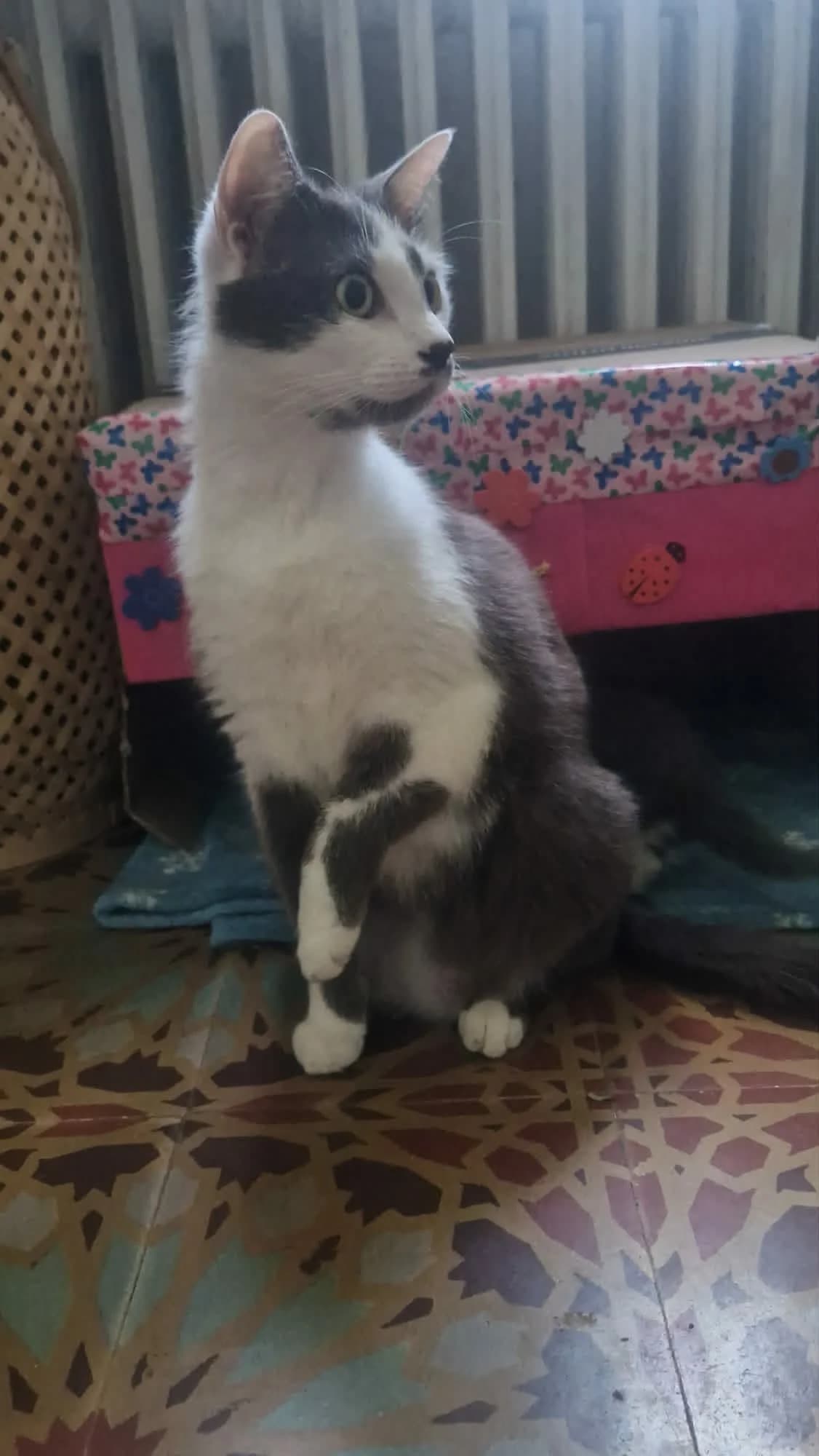 Misty, Grise et blanche VISIBLE SUR : Coursan ( female young Mixed Breed for adoption at Felis Canis Association
