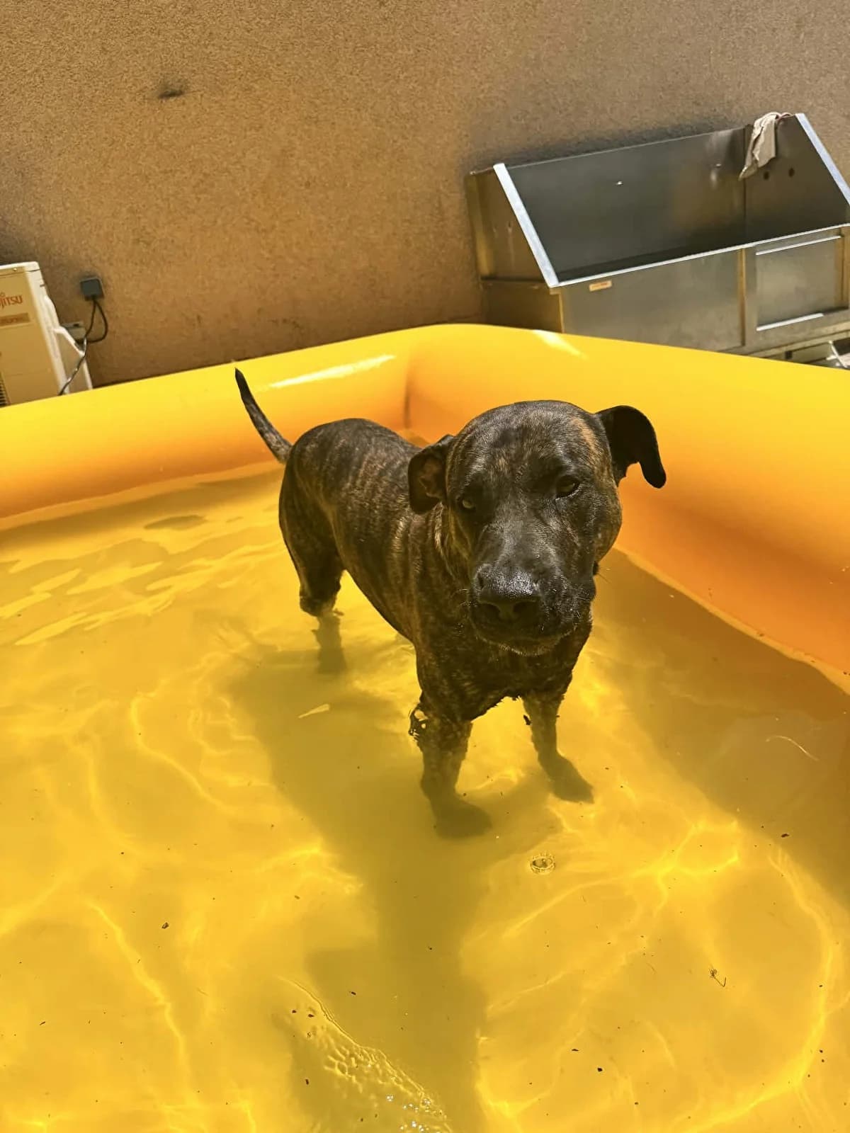 Xena, Bringé CARACTERE : female 3yo mixed breed for adoption at Felis Canis Association