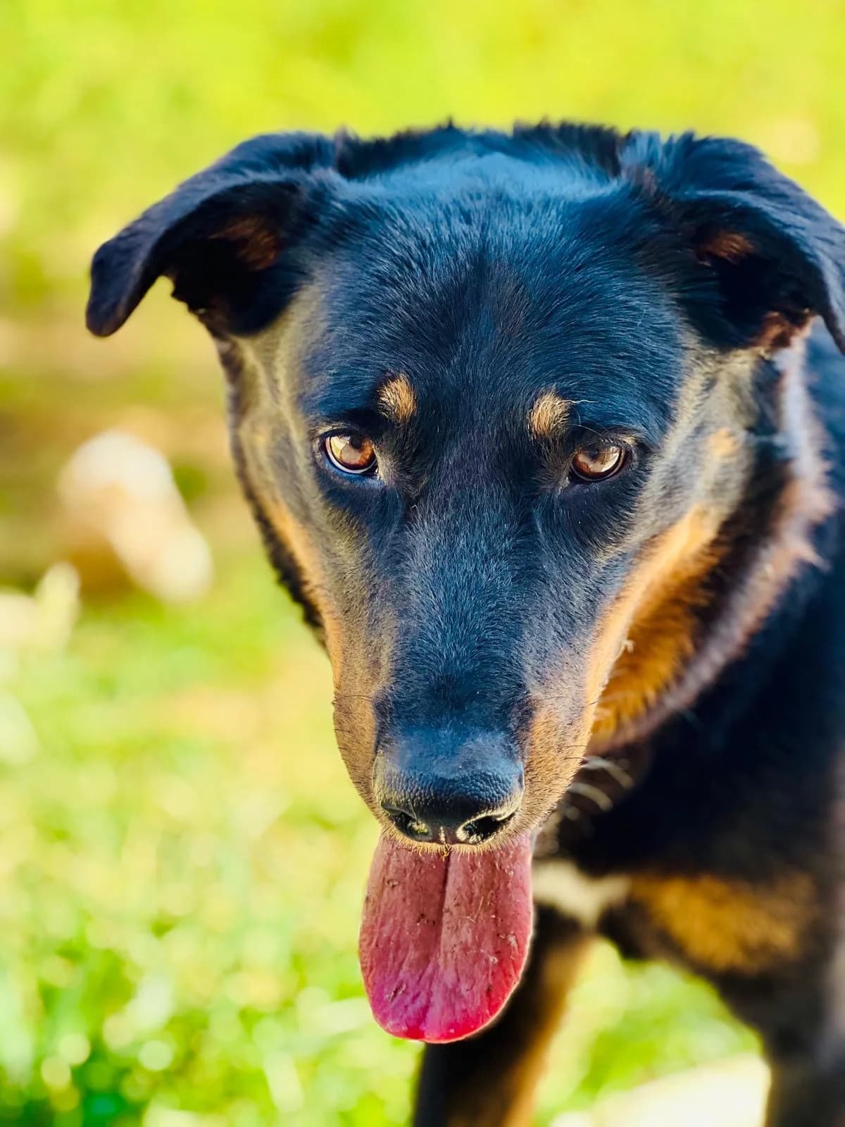 Le, 4yo Mixed Breed for adoption at Fondation Assistance aux Animaux, Paris