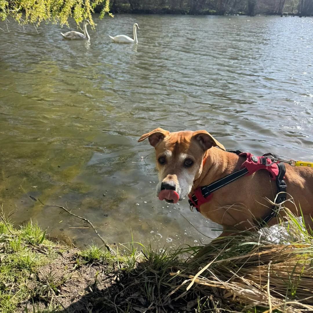 Sortie, female senior Mixed Breed for adoption at Fondation Assistance aux Animaux, Paris