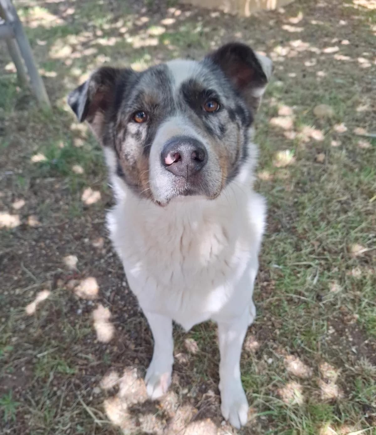 Sam, 6yo Mixed Breed for adoption at Fondation Assistance aux Animaux, Paris