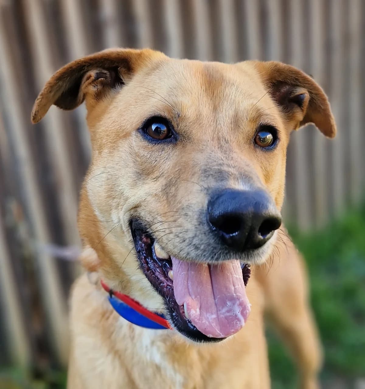 Rollo, male 4yo Mixed Breed for adoption at Fondation Clara PACA, fondation clara paca trets