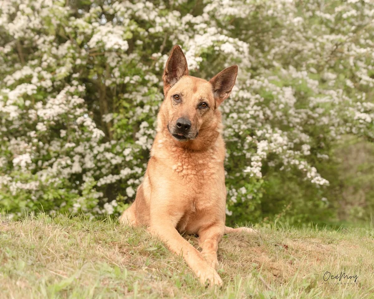 Harry, male Mixed Breed for adoption at Fondation Clara PACA, fondation clara paca trets
