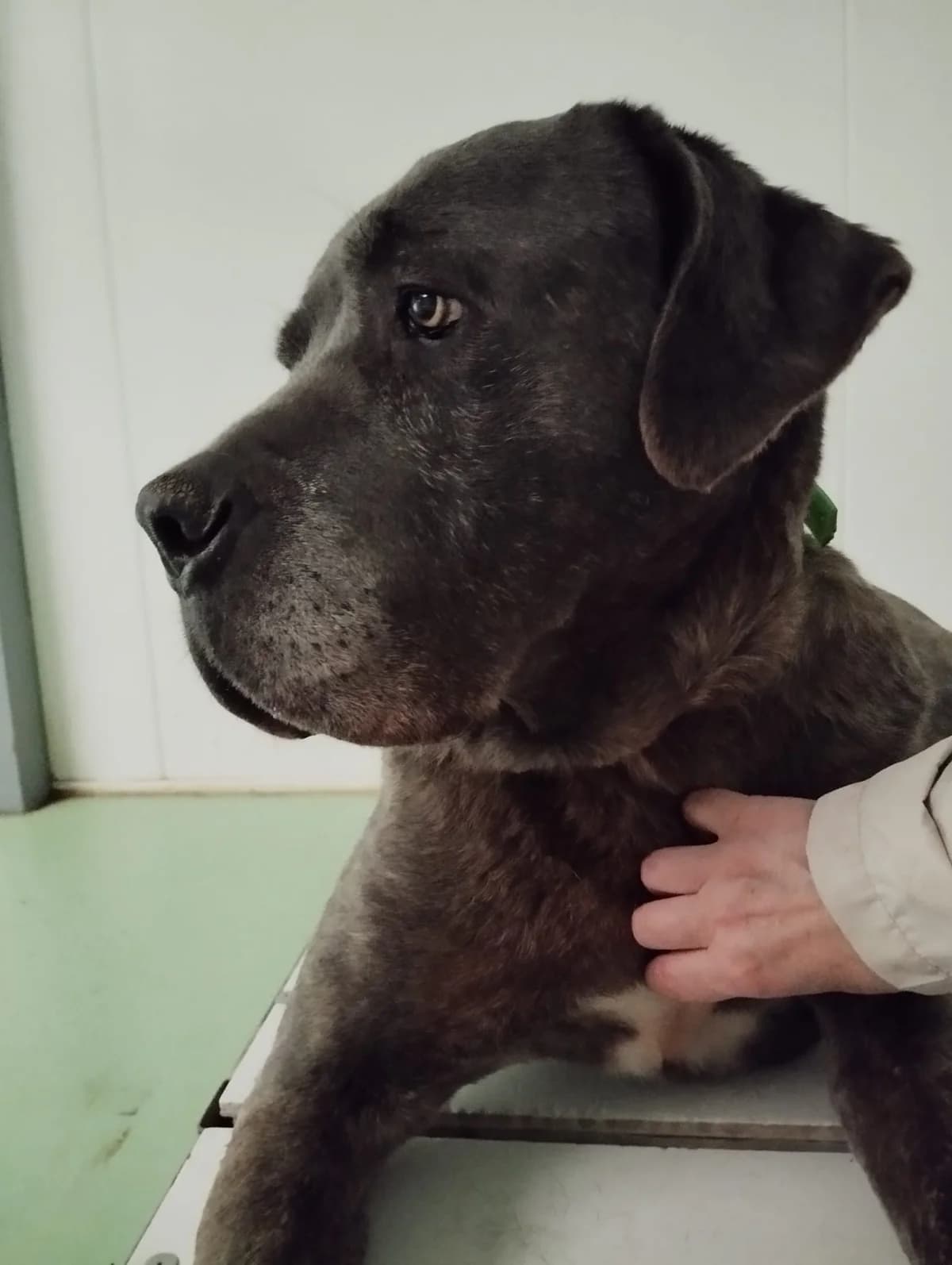Marvel, female 3yo Mixed Breed for adoption at Fondation Clara PACA, fondation clara paca trets