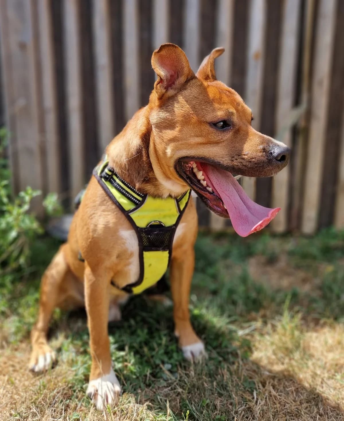 Volt, male young Mixed Breed for adoption at Fondation Clara PACA, fondation clara paca trets