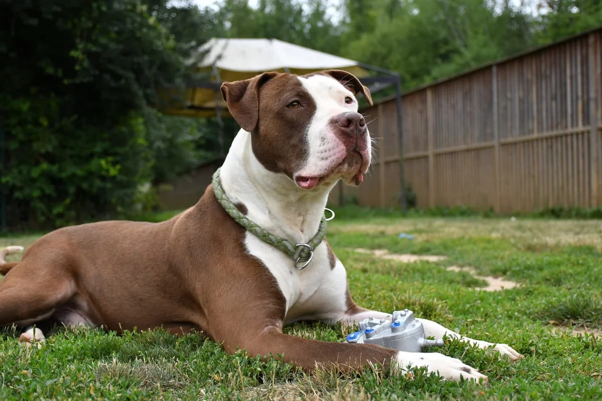 Bandit, male Mixed Breed for adoption at Fondation Clara PACA, fondation clara paca trets