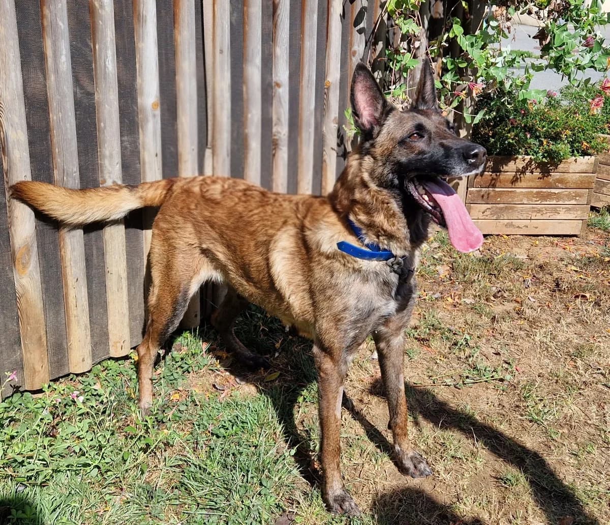 Milla, female 5yo Mixed Breed for adoption at Fondation Clara PACA, fondation clara paca trets