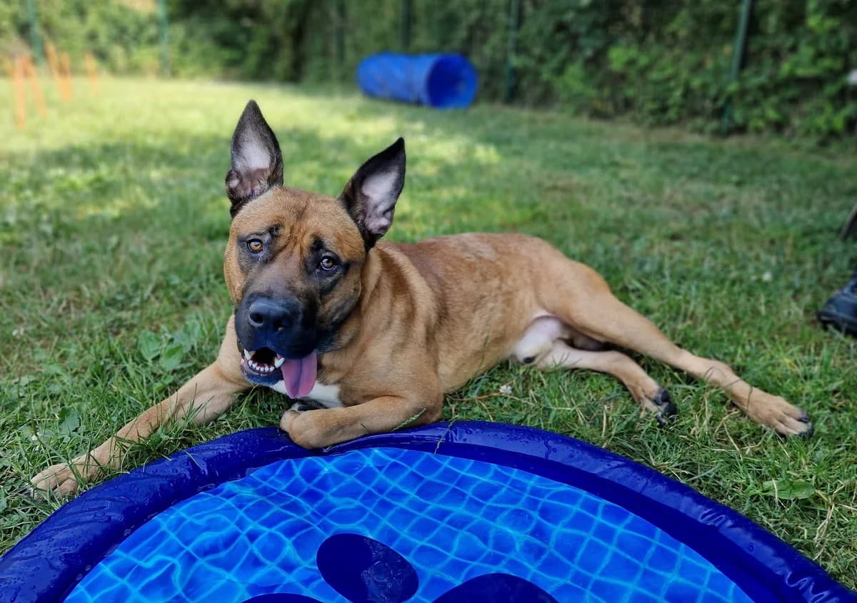 Vasco, male Mixed Breed for adoption at Fondation Clara PACA, fondation clara paca trets