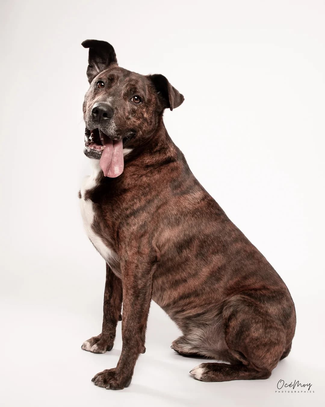 Hélios, 3yo Mixed Breed for adoption at Fondation Clara PACA, fondation clara paca trets