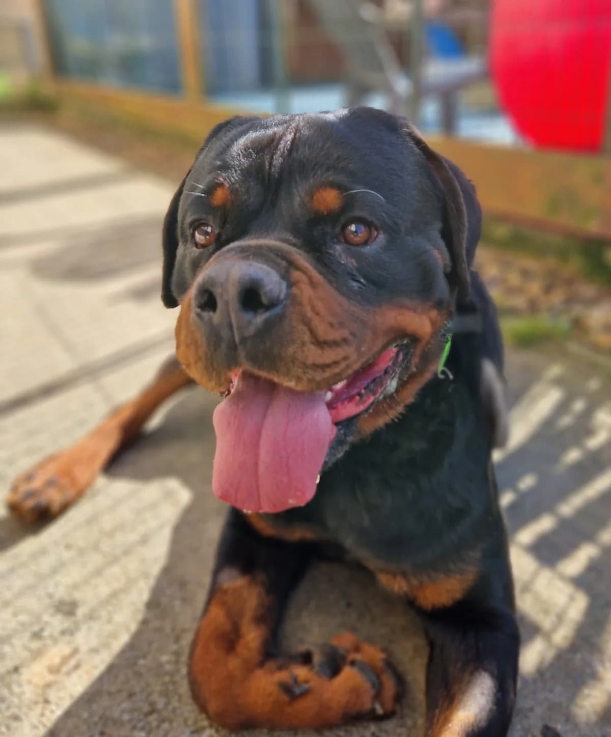 Iron, male Mixed Breed for adoption at Fondation Clara PACA, fondation clara paca trets