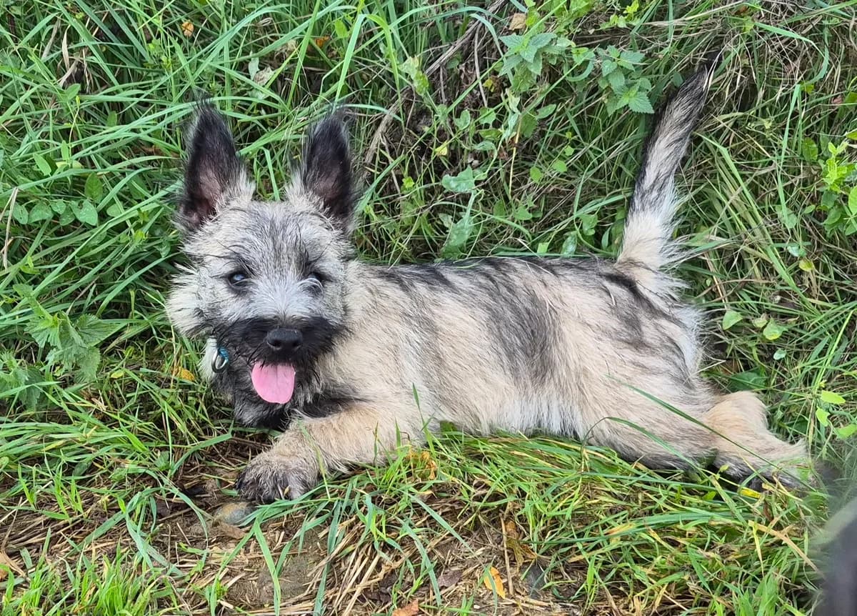 Bambou et Bambi, male puppy Mixed Breed for adoption at Fondation Clara PACA, fondation clara paca trets