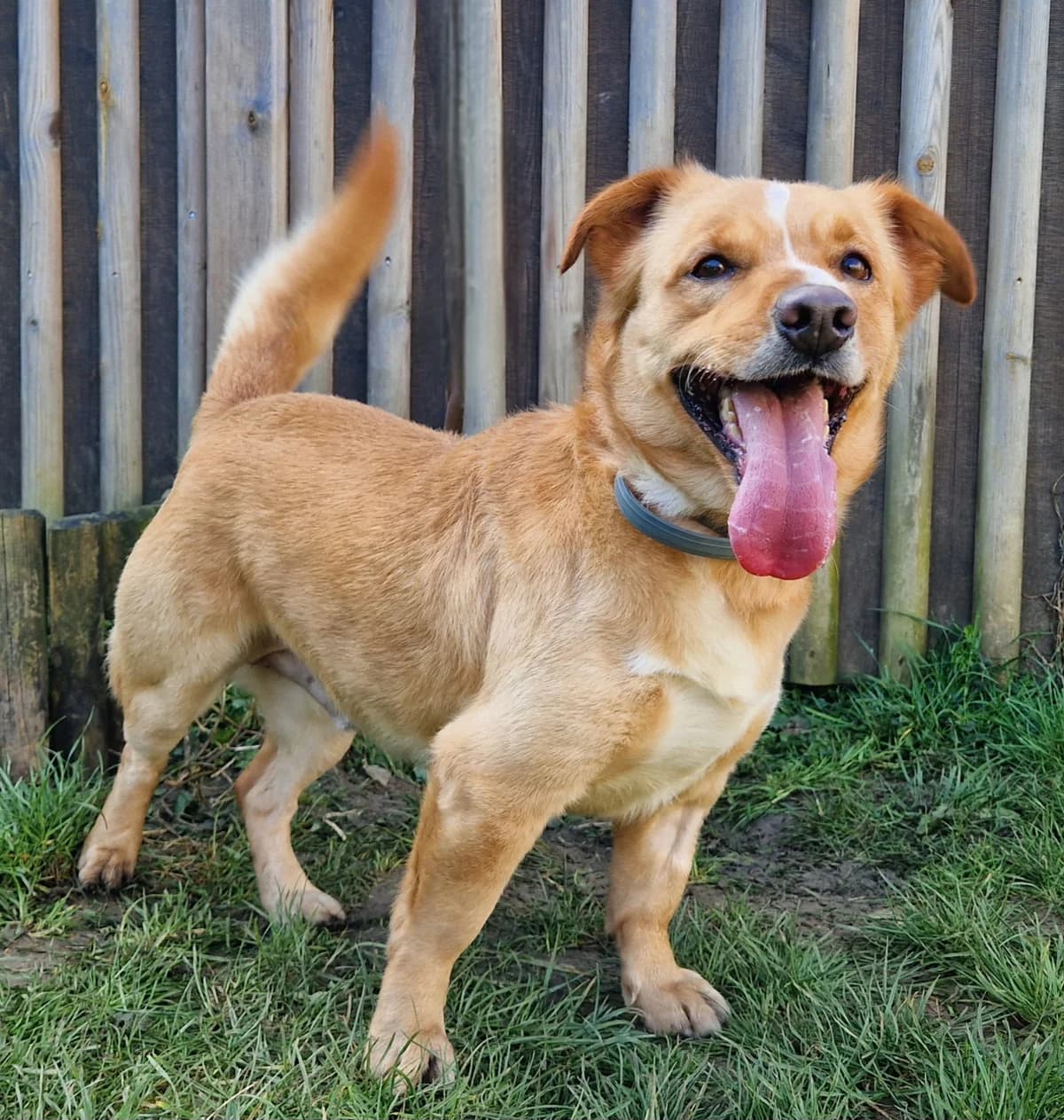 Wyatt, male 3yo Mixed Breed for adoption at Fondation Clara PACA, fondation clara paca trets