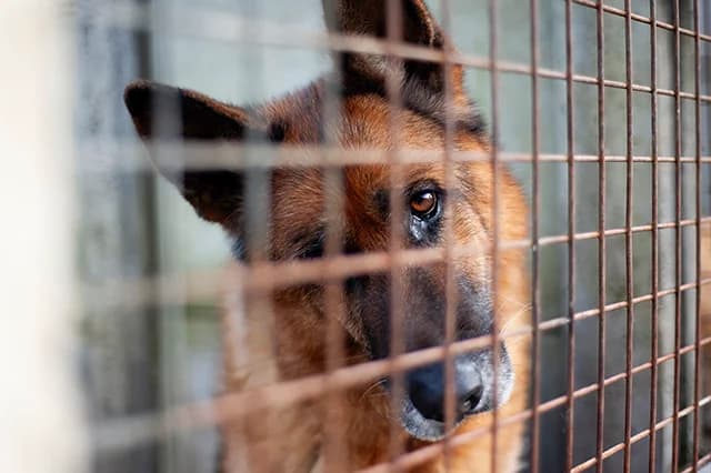 Max, male senior German Shepherd for adoption at Fourrière Animale 64, Bayonne