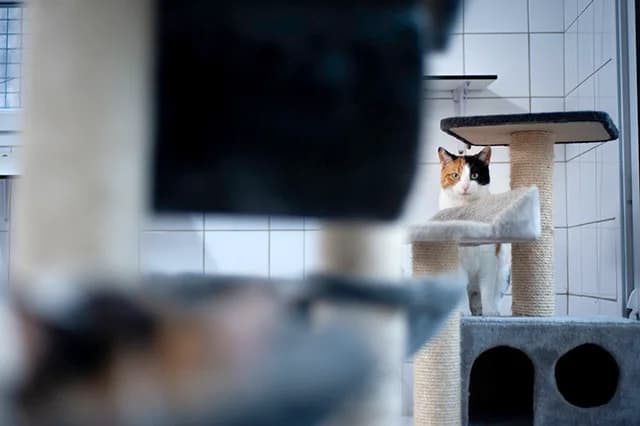 Aquarelle, female 5yo European Shorthair for adoption at Fourrière Animale 64, Bayonne