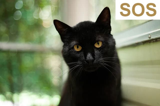 Balou, male 5yo European Shorthair for adoption at Fourrière Animale 64, Bayonne