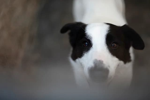 Beldi, male young Border Collie for adoption at Fourrière Animale 64, Bayonne