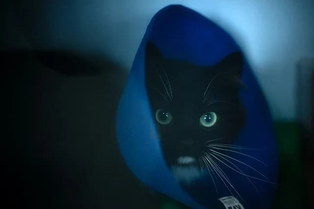 Ariette, female young European Shorthair for adoption at Fourrière Animale 64, Bayonne
