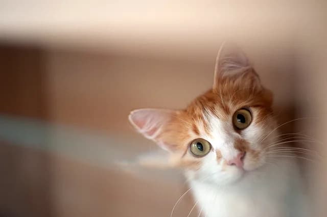 Bayla, female young European Shorthair for adoption at Fourrière Animale 64, Bayonne