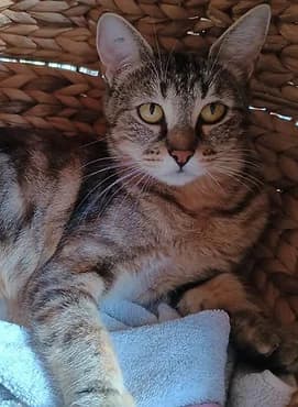 Bella, female young European Shorthair for adoption at Gagny Pet and Co