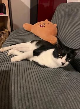 Drako, male young European Shorthair for adoption at Gagny Pet and Co
