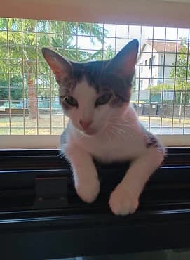 Flora, female young European Shorthair for adoption at Gagny Pet and Co
