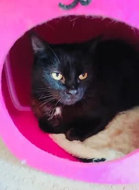 Malice, female puppy European Shorthair for adoption at Gagny Pet and Co