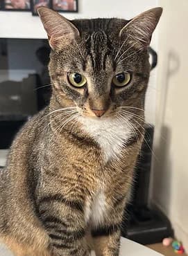 Noisette, female young European Shorthair for adoption at Gagny Pet and Co