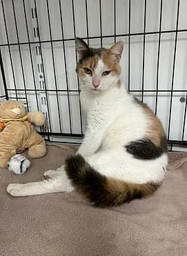 Nougatine, female young European Shorthair for adoption at Gagny Pet and Co