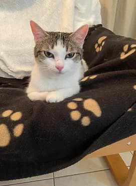 Pitchoune, female young European Shorthair for adoption at Gagny Pet and Co