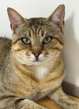 Ramsès, male 3yo European Shorthair for adoption at Gagny Pet and Co