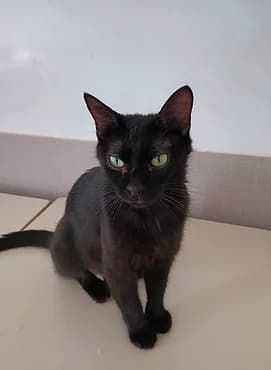 Ruben, female young European Shorthair for adoption at Gagny Pet and Co