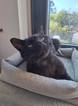 Snoopy, male young European Shorthair for adoption at Gagny Pet and Co