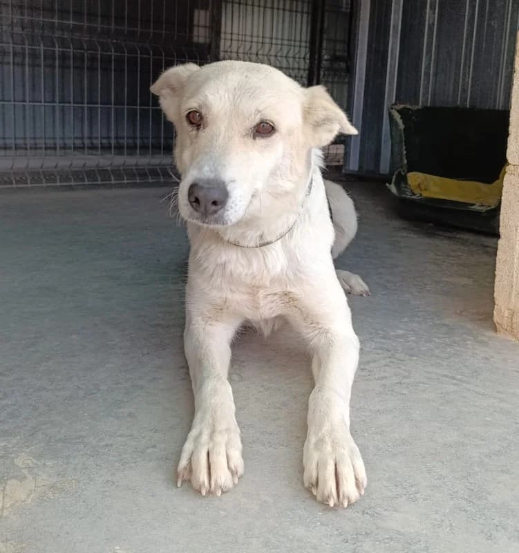 AFRICA, female Mixed Breed for adoption at Galgos Angel