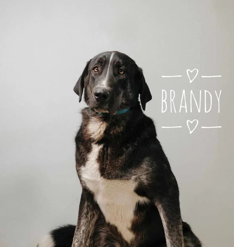 BRANDY, male 4yo Mixed Breed for adoption at Galgos Angel