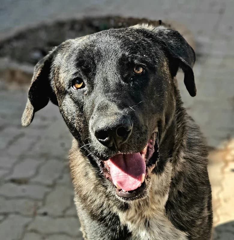 BYRON, male 4yo Mixed Breed for adoption at Galgos Angel