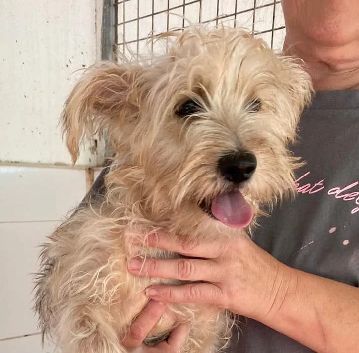 FIRU, male puppy Mixed Breed for adoption at Galgos Angel