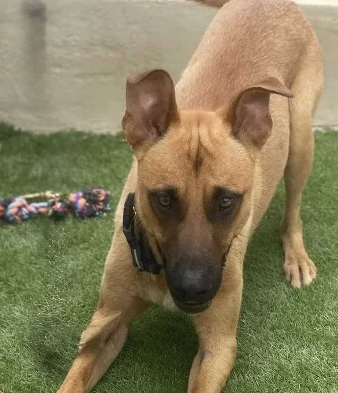 PATRIK, male young Mixed Breed for adoption at Galgos Angel
