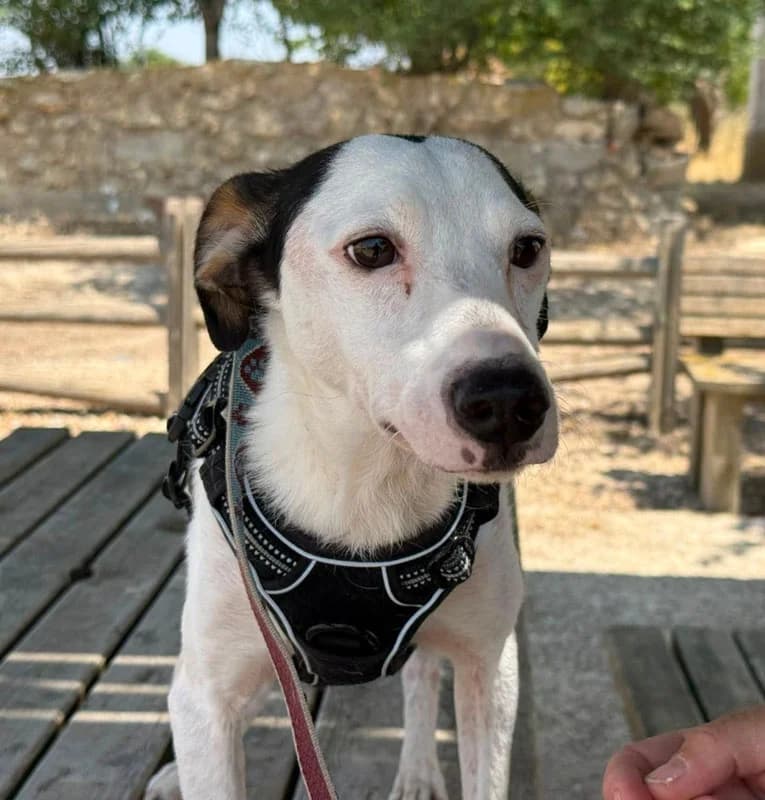 PIPO et Cara, male senior Mixed Breed for adoption at Galgos Angel