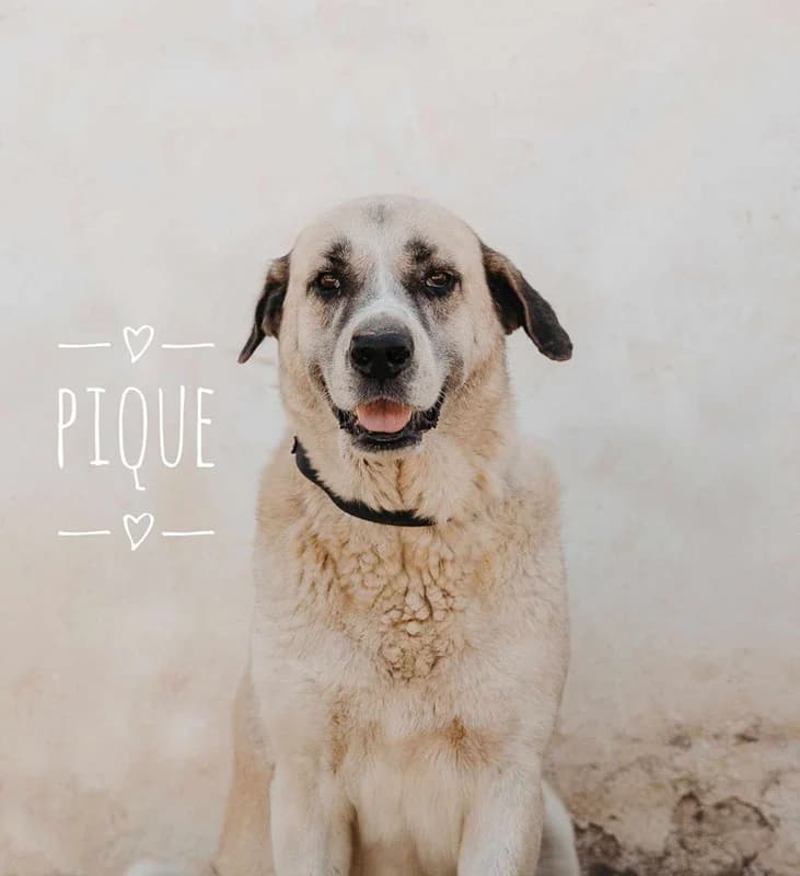 PIQUË, male 4yo Mixed Breed for adoption at Galgos Angel