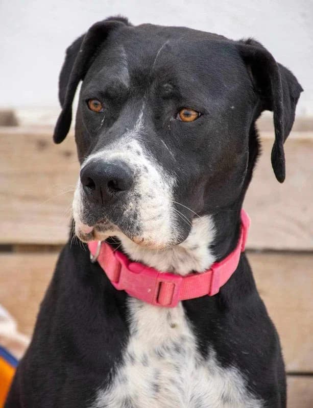 PIRATA, male 4yo Mixed Breed for adoption at Galgos Angel