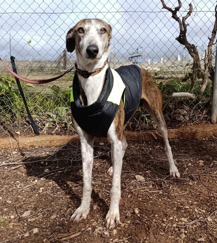 RAYO, female 7yo Mixed Breed for adoption at Galgos Angel