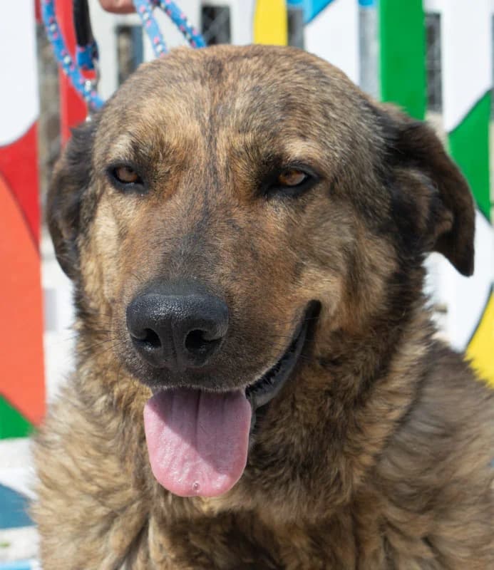 RITA, female senior Mixed Breed for adoption at Galgos Angel