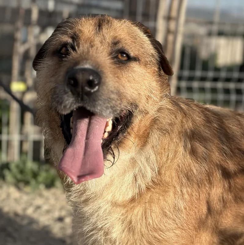 ROCKY, male 3yo Mixed Breed for adoption at Galgos Angel