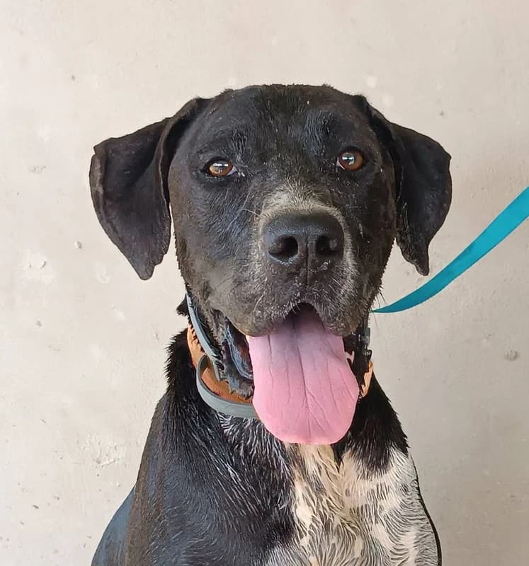 SALSA, male 6yo Mixed Breed for adoption at Galgos Angel