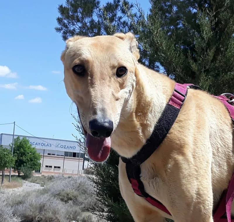 SANTIAGO, male 5yo Mixed Breed for adoption at Galgos Angel