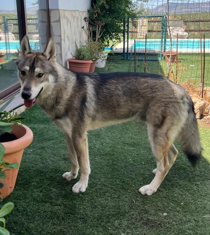 SIRI, male young Mixed Breed for adoption at Galgos Angel
