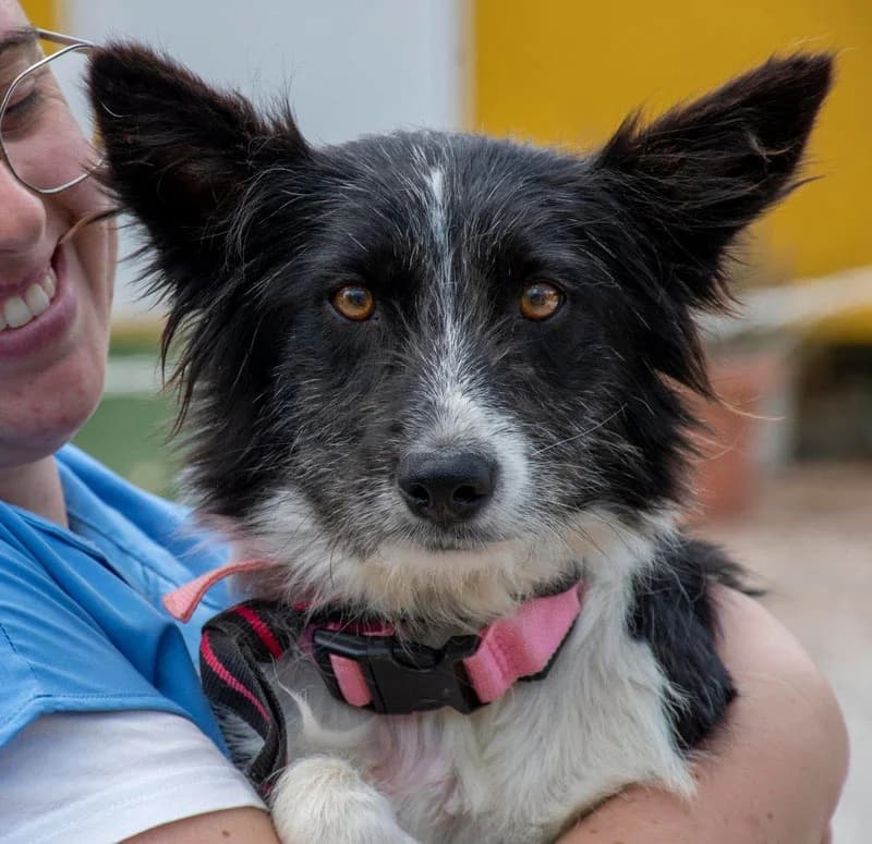 SOS adoption, female young Mixed Breed for adoption at Galgos Angel