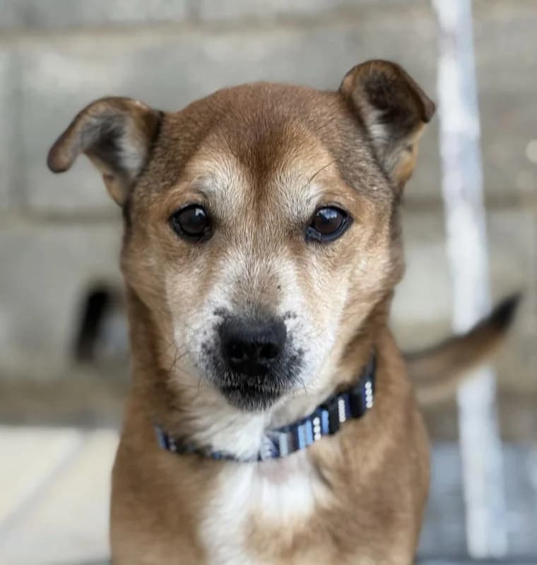 STROM, male senior Mixed Breed for adoption at Galgos Angel
